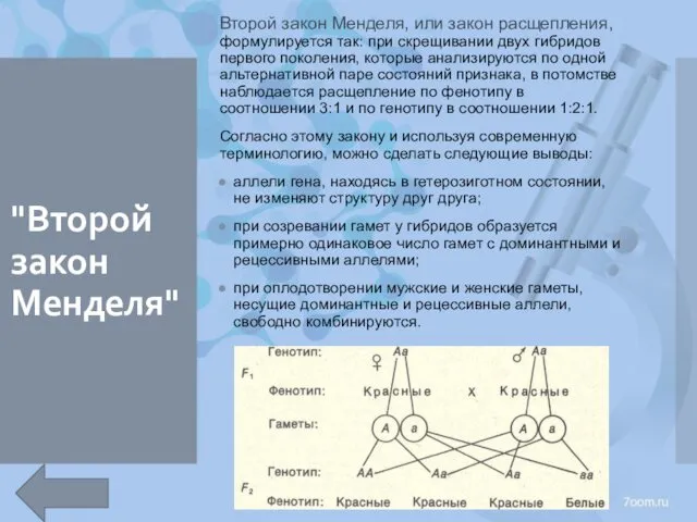 "Второй закон Менделя" Второй закон Менделя, или закон расщепления, формулируется так: