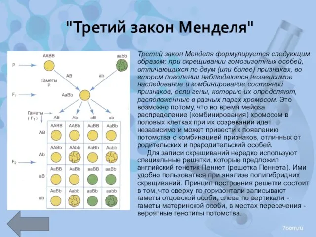 "Третий закон Менделя" Третий закон Менделя формулируется следующим образом: при скрещивании