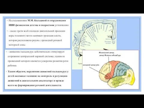 Исследованиями М.М. Кольцовой и сотрудниками НИИ физиологии детства и подростков установлено: