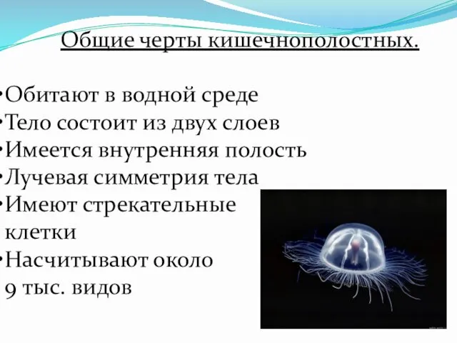 Общие черты кишечнополостных. Обитают в водной среде Тело состоит из двух