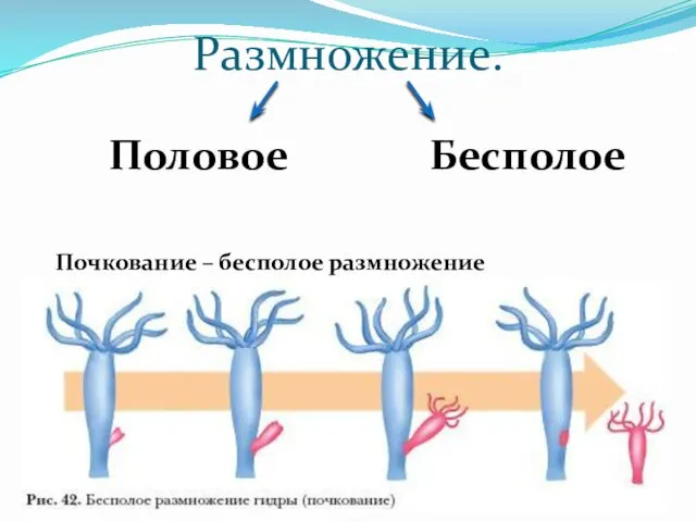 Размножение. Половое Бесполое Почкование – бесполое размножение