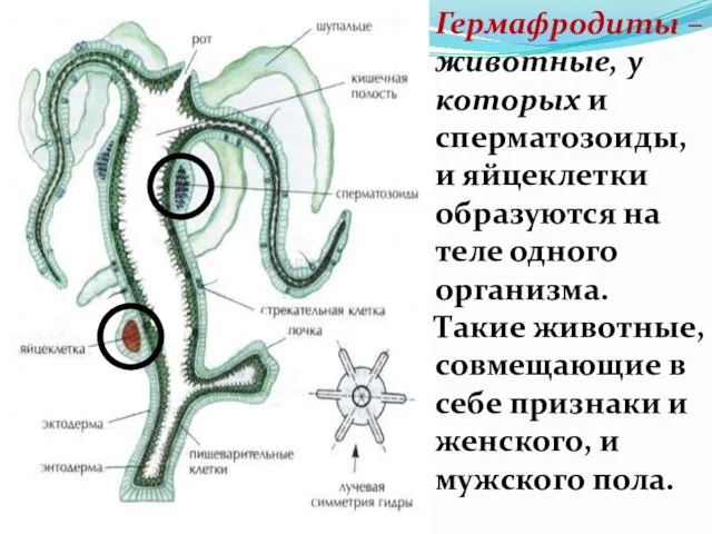 Гермафродиты – животные, у которых и сперматозоиды, и яйцеклетки образуются на