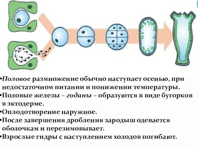 Половое размножение обычно наступает осенью, при недостаточном питании и понижении температуры.