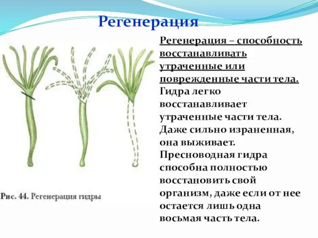 Регенерация Регенерация – способность восстанавливать утраченные или поврежденные части тела. Гидра