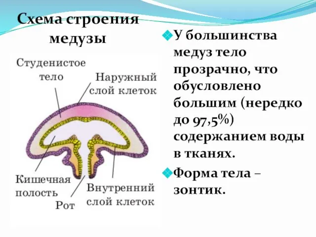 У большинства медуз тело прозрачно, что обусловлено большим (нередко до 97,5%)