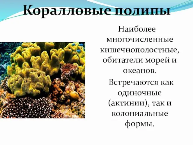 Наиболее многочисленные кишечнополостные, обитатели морей и океанов. Встречаются как одиночные (актинии),