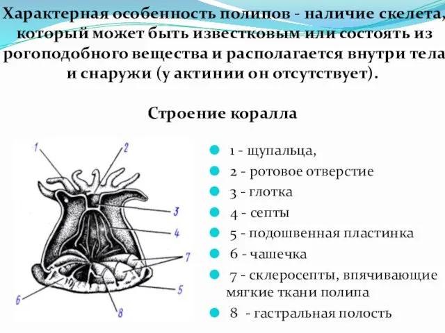 Характерная особенность полипов - наличие скелета, который может быть известковым или