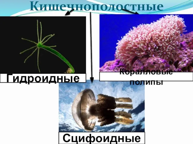 Кишечнополостные Сцифоидные Коралловые полипы Гидроидные