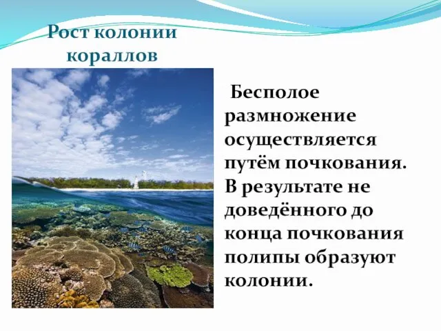 Рост колонии кораллов Бесполое размножение осуществляется путём почкования. В результате не