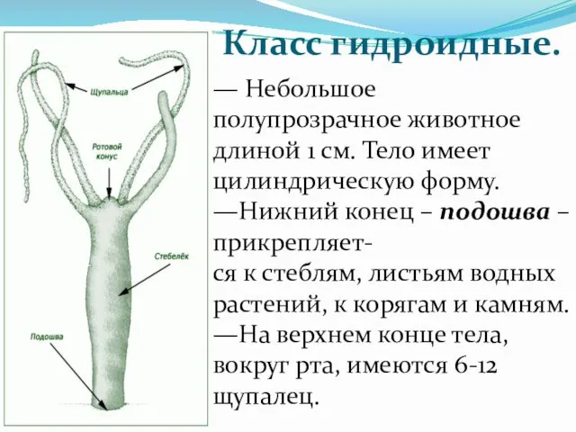 Класс гидроидные. — Небольшое полупрозрачное животное длиной 1 см. Тело имеет