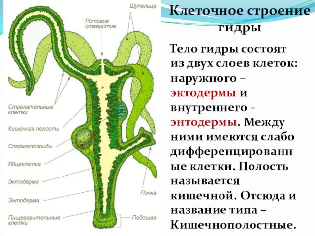 Клеточное строение гидры Тело гидры состоят из двух слоев клеток: наружного