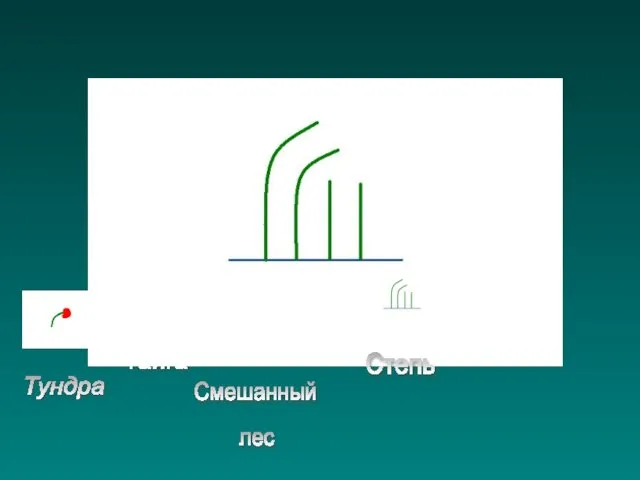 Тундра Тайга Смешанный лес Степь