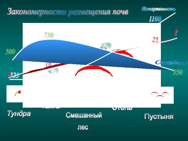 Тундра Тайга Смешанный лес Степь Пустыня t 8 16 22 25