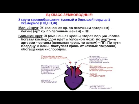 В) КЛАСС ЗЕМНОВОДНЫЕ: 2 круга кровообращения (малый и большой) сердце 3-хкамерное