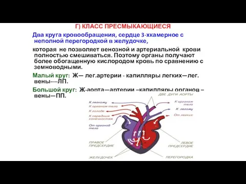 Г) КЛАСС ПРЕСМЫКАЮЩИЕСЯ Два круга кровообращения, сердце 3-хкамерное с неполной перегородкой