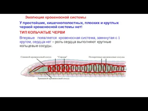 Эволюция кровеносной системы У простейших, кишечнополостных, плоских и круглых червей кровеносной