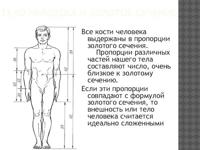 ТЕЛО ЧЕЛОВЕКА И ЗОЛОТОЕ СЕЧЕНИЕ Все кости человека выдержаны в пропорции