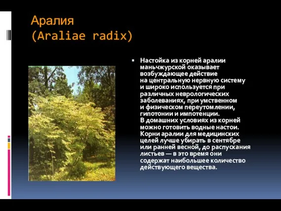 Аралия (Araliae radix) Настойка из корней аралии маньчжурской оказывает возбуждающее действие