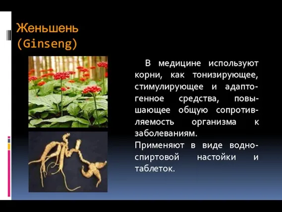 Женьшень (Ginseng) В медицине используют корни, как тонизирующее, стимулирующее и адапто-генное