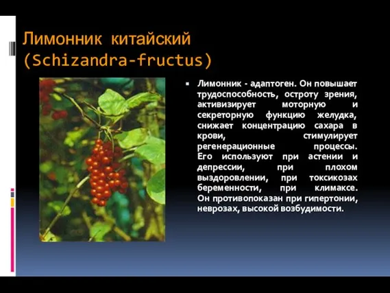 Лимонник китайский (Schizandra-fructus) Лимонник - адаптоген. Он повышает трудоспособность, остроту зрения,