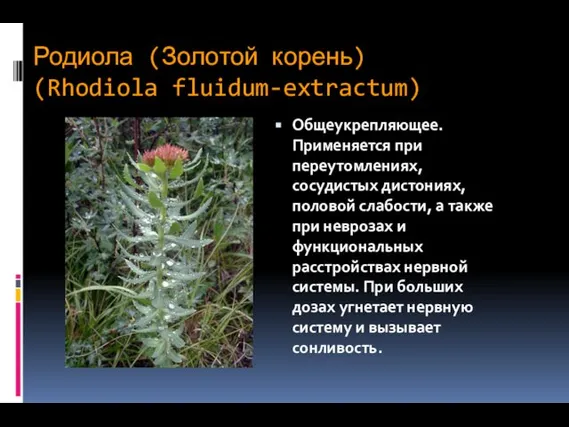 Родиола (Золотой корень) (Rhodiola fluidum-extractum) Общеукрепляющее. Применяется при переутомлениях, сосудистых дистониях,