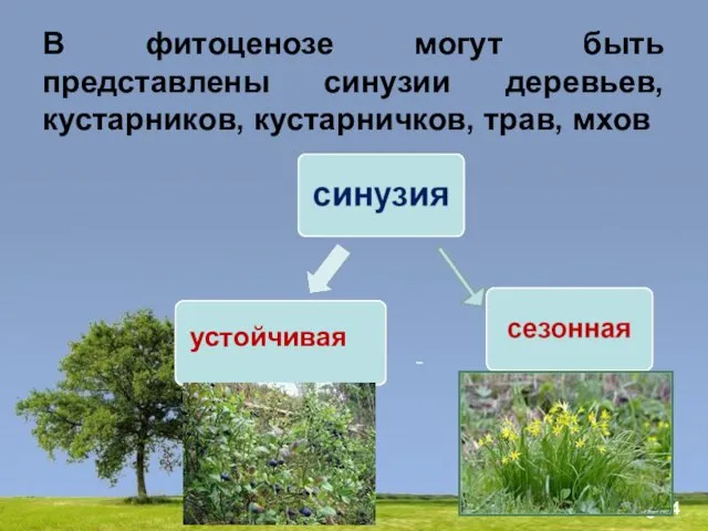 В фитоценозе могут быть представлены синузии деревьев, кустарников, кустарничков, трав, мхов устойчивая