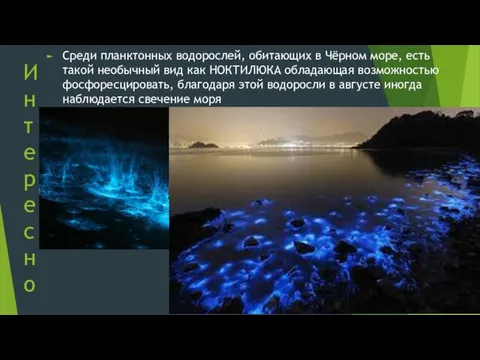 Среди планктонных водорослей, обитающих в Чёрном море, есть такой необычный вид