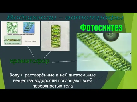 Водоросли - автотрофы Фотосинтез хроматофор Воду и растворённые в ней питательные