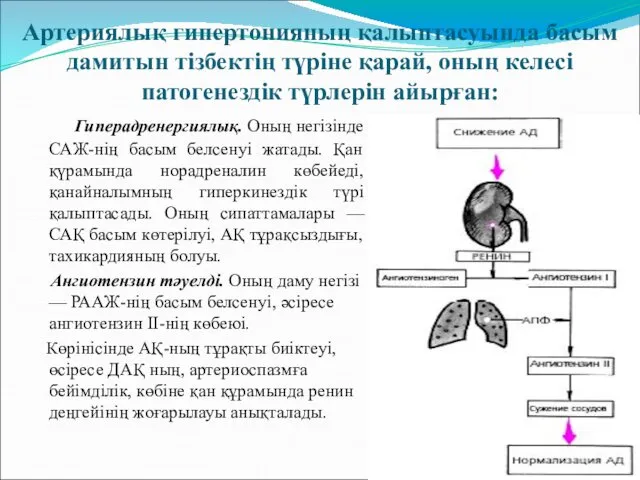 Артериялық гипертонияның қалыптасуында басым дамитын тізбектің түріне қарай, оның келесі патогенездік