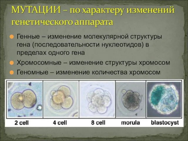 Генные – изменение молекулярной структуры гена (последовательности нуклеотидов) в пределах одного