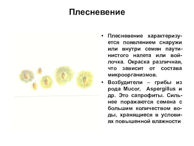 Плесневение Плесневение характеризу-ется появлением снаружи или внутри семян паути-нистого налета или