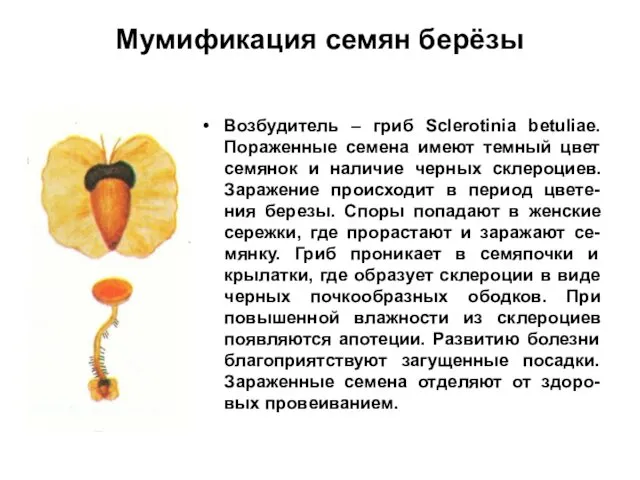 Мумификация семян берёзы Возбудитель – гриб Sclerotinia betuliae. Пораженные семена имеют