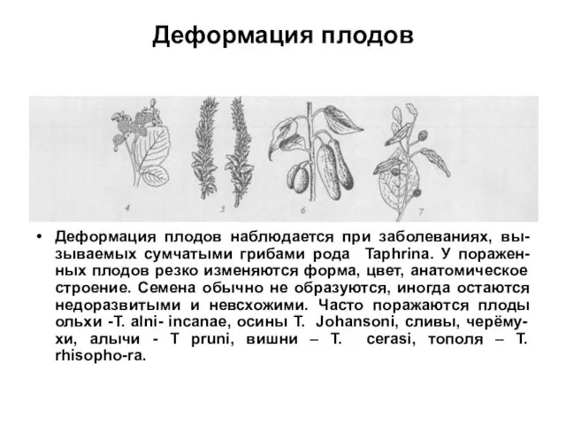 Деформация плодов Деформация плодов наблюдается при заболеваниях, вы-зываемых сумчатыми грибами рода