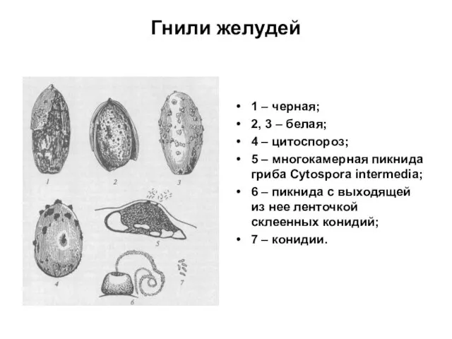 Гнили желудей 1 – черная; 2, 3 – белая; 4 –