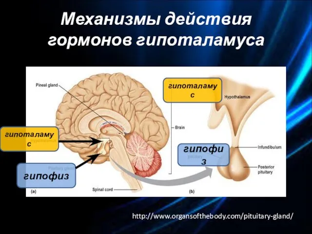 Механизмы действия гормонов гипоталамуса http://www.organsofthebody.com/pituitary-gland/ гипоталамус гипофиз гипоталамус гипофиз