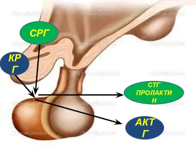 КРГ АКТГ СРГ СТГ ПРОЛАКТИН