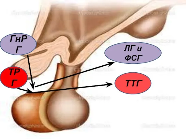 ТРГ ТТГ ГнРГ ЛГ и ФСГ