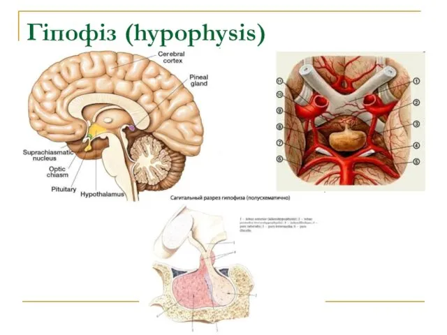 Гіпофіз (hypophysis)