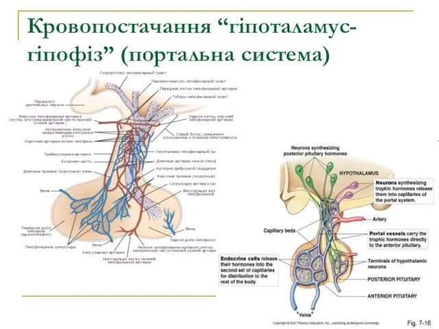 Кровопостачання “гіпоталамус-гіпофіз” (портальна система)