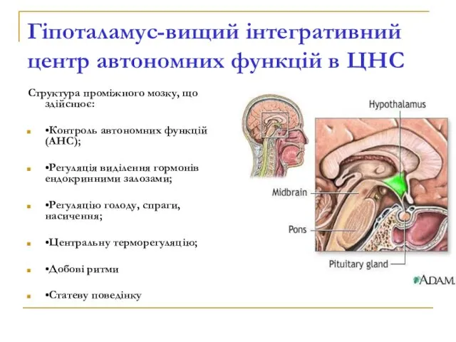 Гіпоталамус-вищий інтегративний центр автономних функцій в ЦНС Структура проміжного мозку, що