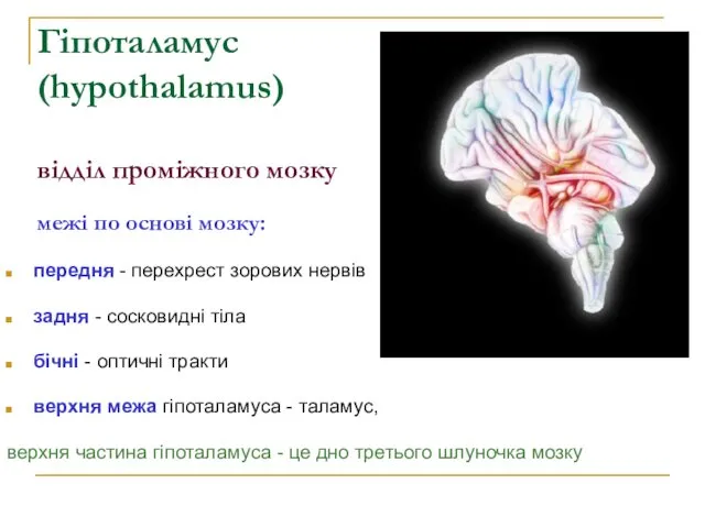 Гіпоталамус (hypothalamus) відділ проміжного мозку межі по основі мозку: передня -