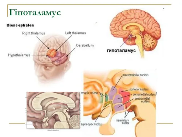 Гіпоталамус