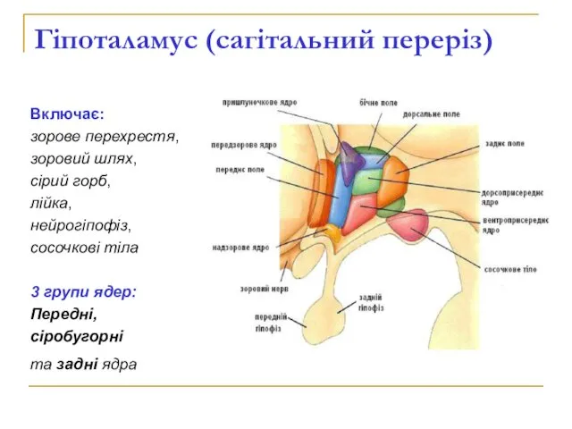 Гіпоталамус (сагітальний переріз) Включає: зорове перехрестя, зоровий шлях, сірий горб, лійка,