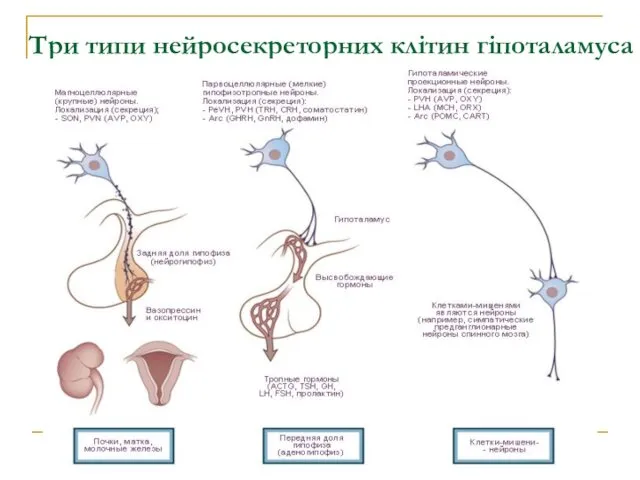 Три типи нейросекреторних клітин гіпоталамуса