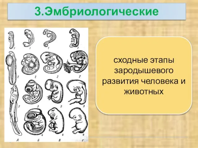 3.Эмбриологические сходные этапы зародышевого развития человека и животных