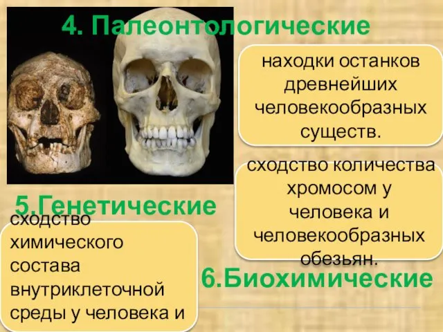 4. Палеонтологические находки останков древнейших человекообразных существ. 5.Генетические сходство количества хромосом