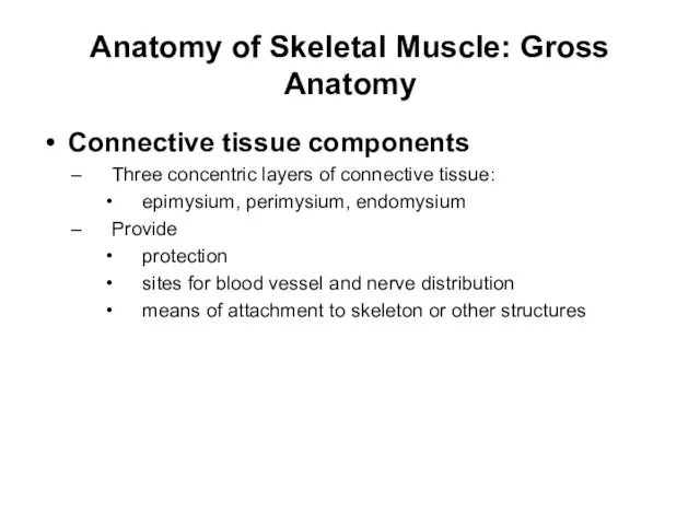 Anatomy of Skeletal Muscle: Gross Anatomy Connective tissue components Three concentric
