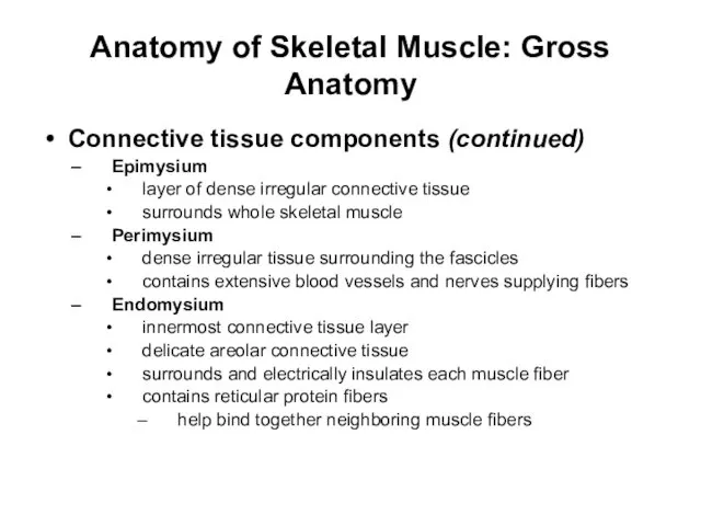 Anatomy of Skeletal Muscle: Gross Anatomy Connective tissue components (continued) Epimysium