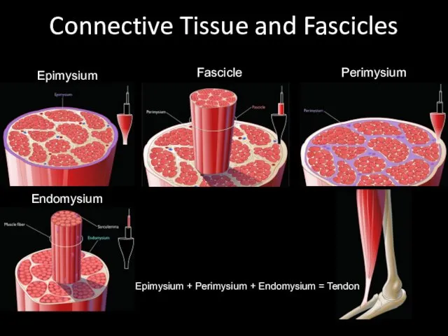 Connective Tissue and Fascicles Epimysium Perimysium Fascicle Endomysium Epimysium + Perimysium + Endomysium = Tendon