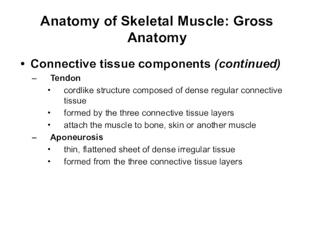 Anatomy of Skeletal Muscle: Gross Anatomy Connective tissue components (continued) Tendon